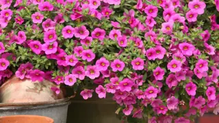 Calibrachoa