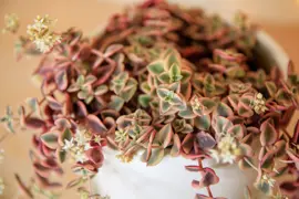 Crassula pellucida variegata