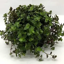 Callisia repens
