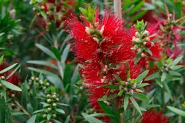 Callistemon MacArthur (Bottlebrush)