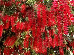 Callistemon 'Red Cluster' (Red Bottlebrush)