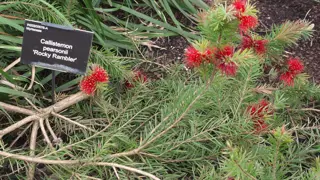 Callistemon 'Rocky Rambler' (Red Bottlebrush)