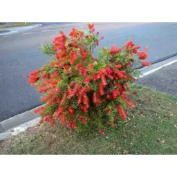 Callistemon Captain Cook