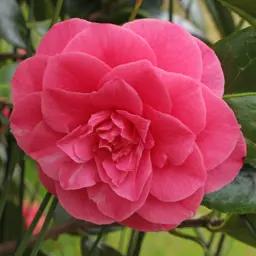 Camellia 'Bambino' (Pink Camellia)