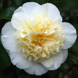 Camellia 'Brushfield's Yellow' (Yellow Camellia)