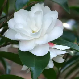 Camellia 'Cinnamon Cindy' (White Camellia)