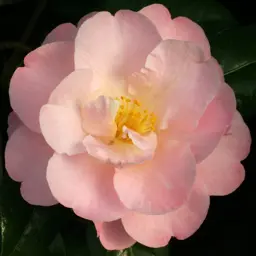 Camellia Nicky Crisp