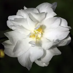 Camellia 'Paradise Little Liane'