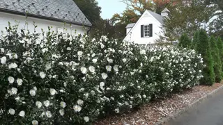 Camellia 'Setsugekka' (White Camellia)