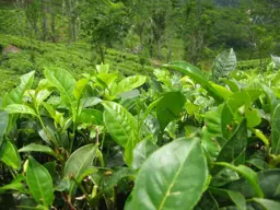 Camellia sinensis (Tea Camellia)