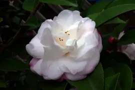 Camellia Cinnamon Cindy