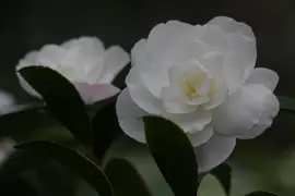 Camellia Early Pearly