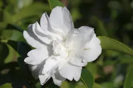 Camellia Silver Dollar