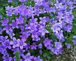 Campanula 'Bavarian Blue'