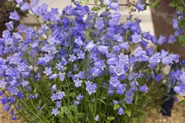 Campanula 'Bavarian Blue'