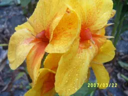Canna 'Felix Ragout'