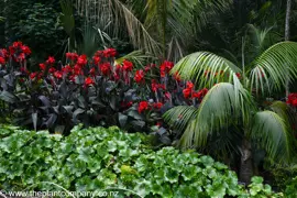 Canna 'Tropicanna Black'