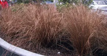 Carex buchananii (Leatherleaf Sedge)