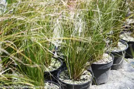 Carex dipsacea (Teasel)