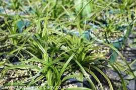 Carex 'Everlime' plants for sale at The Plant Company nursery.
