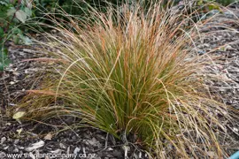 Carex testacea (Orange Sedge)