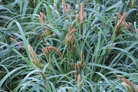 Carex trifida (Mutton Bird Sedge)