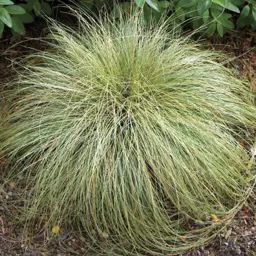 Carex comans 'Green' (Maurea)
