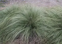 Carex flagellifera 'Green'