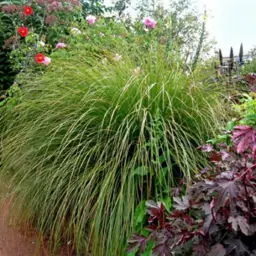 Carex geminata (Tussock Sedge)