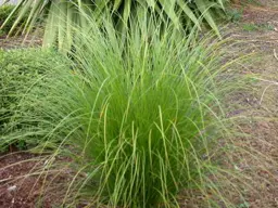 Carex secta (Pukio)