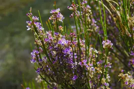 Carmichaelia crassicaulis (Coral Broom)