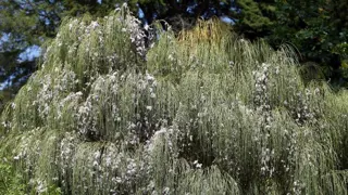 Carmichaelia stevensonii (Weeping Broom)