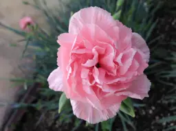 Carnation 'Otaki Pink'