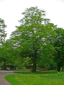 Carpinus betulus (Hornbeam)