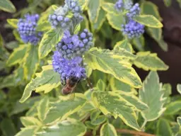 Caryopteris Summer Sorbet (Bluebeard)