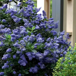 Ceanothus griseus horizontalis 'Yankee Point'