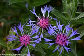 Centaurea montana