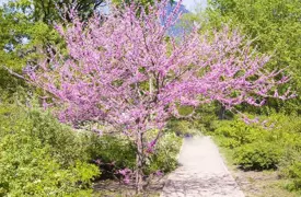 Cercis canadensis (Eastern Redbud)