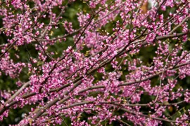Cercis canadensis 'Ace of Hearts' (Eastern Redbud)