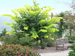 Cercis canadensis 'Hearts of Gold' (Eastern Redbud)