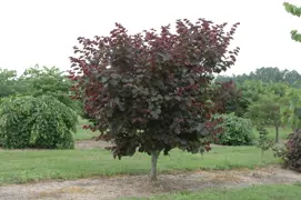 Cercis canadensis Merlot