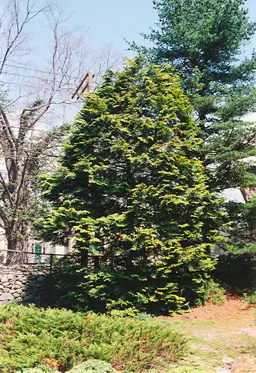 Chamaecyparis obtusa 'Youngii' (Hinoki False Cypress)