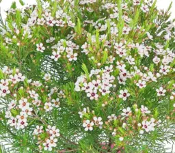 Chamelaucium Cha Cha (Geraldton Wax Chamelaucium uncinatum)