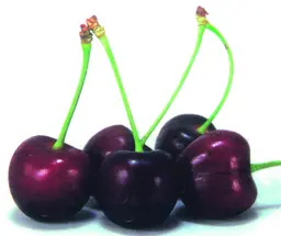Cherry Double Grafted Lapins and Dawson