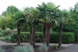 Trachycarpus fortunei (Chinese Windmill Palm)