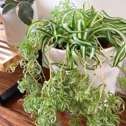 Chlorophytum Curly