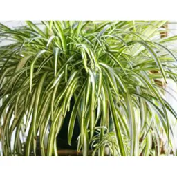 Chlorophytum Golden Glow