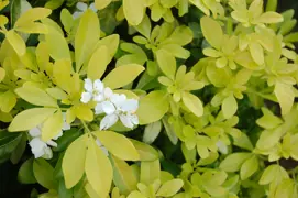 Choisya Sundance