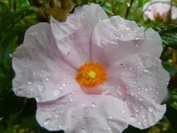 Cistus Anne Palmer