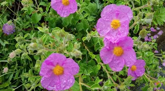 Cistus incanus